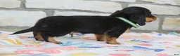 Miniature Dachshund dogs for sale: Asher - Ad 6