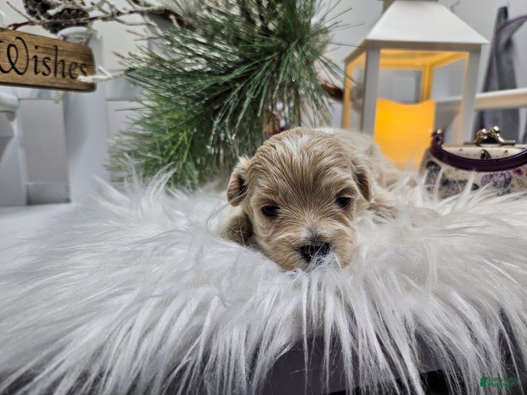 Maltipoo dogs for sale: Maltipoo Sylvian - Ad 2