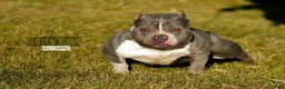 American Bully dogs for sale: American Bully 1 - Ad 2