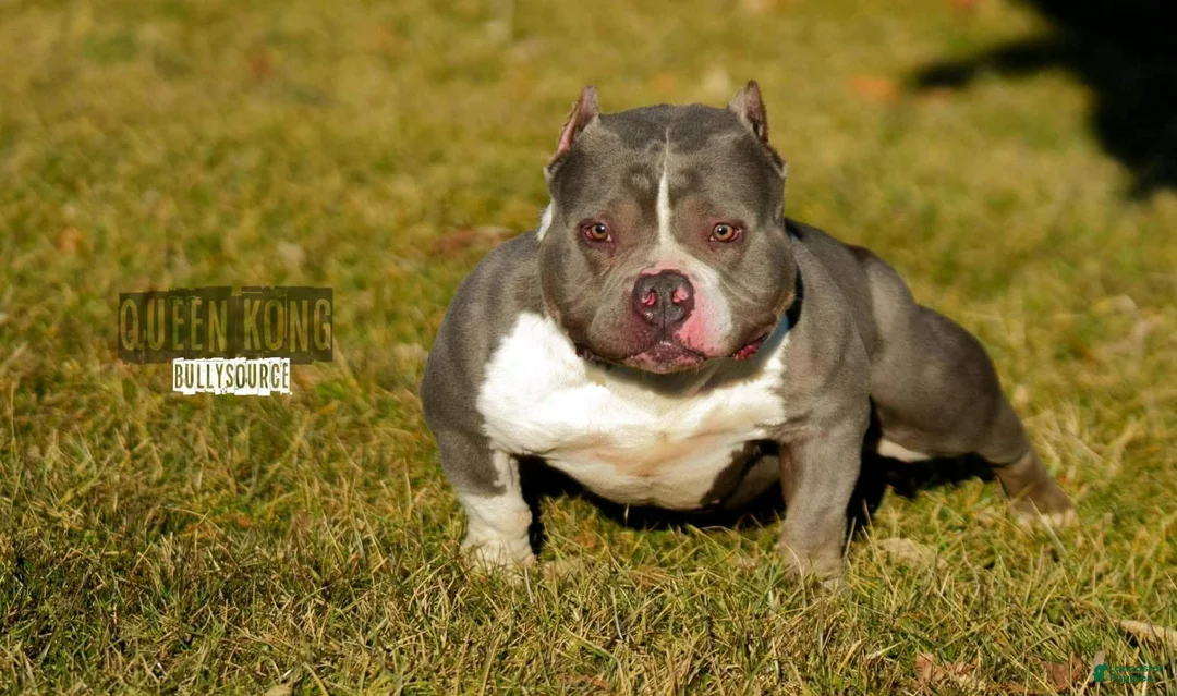 American Bully dogs for sale: American Bully 1 - Ad 2