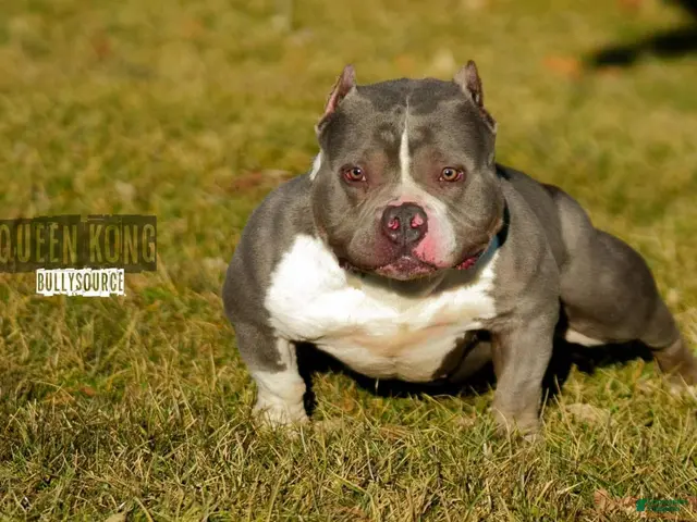 American Bully dogs for sale: American Bully 1 - Ad 2