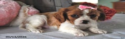 Cavalier King Charles Spaniel dogs for sale: Princess - Ad 2