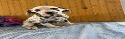 Dalmatian dogs for sale: Tara - Ad 6