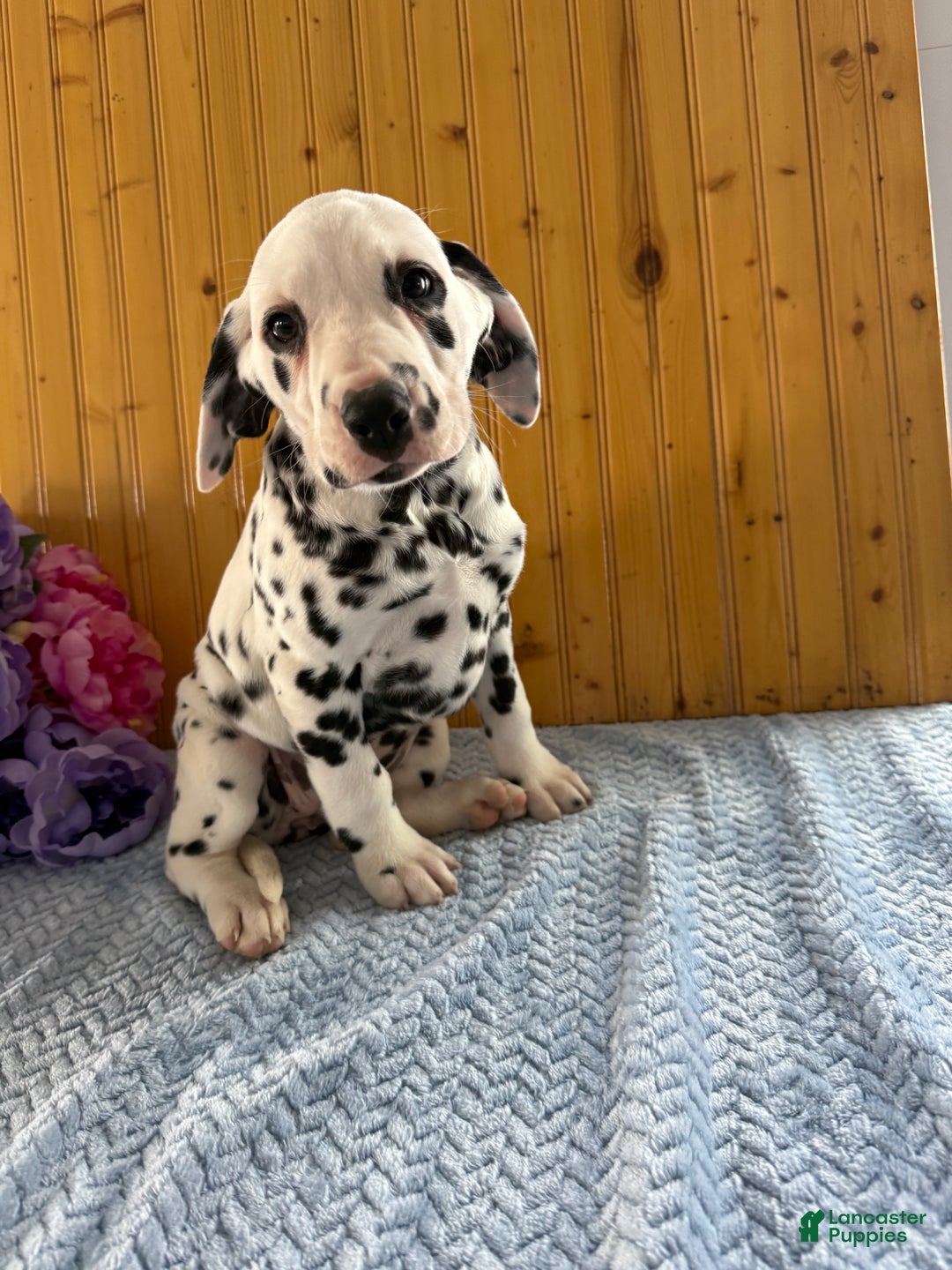Dalmatian dogs for sale: Tara - Ad 6