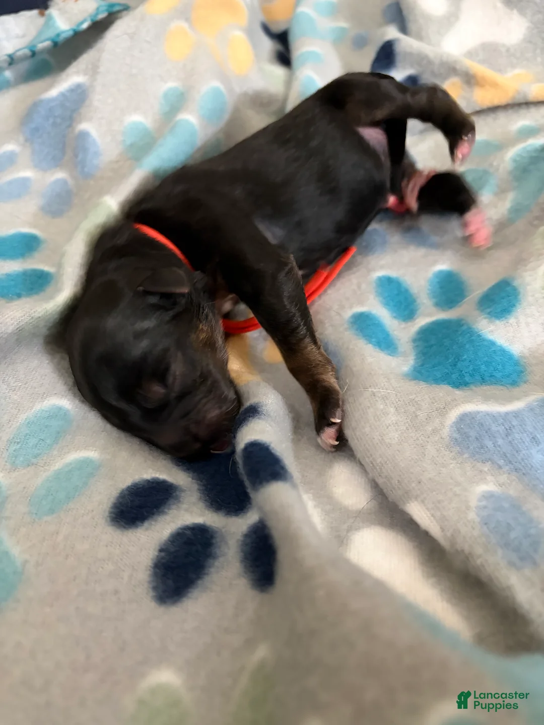 Mixed Breed dogs for sale: Mixed Breed Puppy 6 - Ad 2