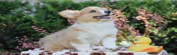 Welsh Corgi Pembroke dogs for sale: Flora - Ad 4