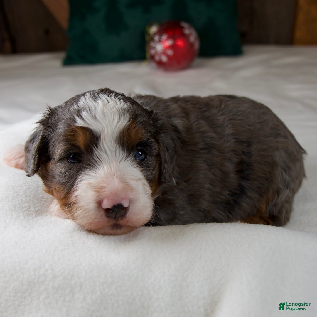 Mini Bernedoodle dogs for sale: Glory Girl - Ad 6