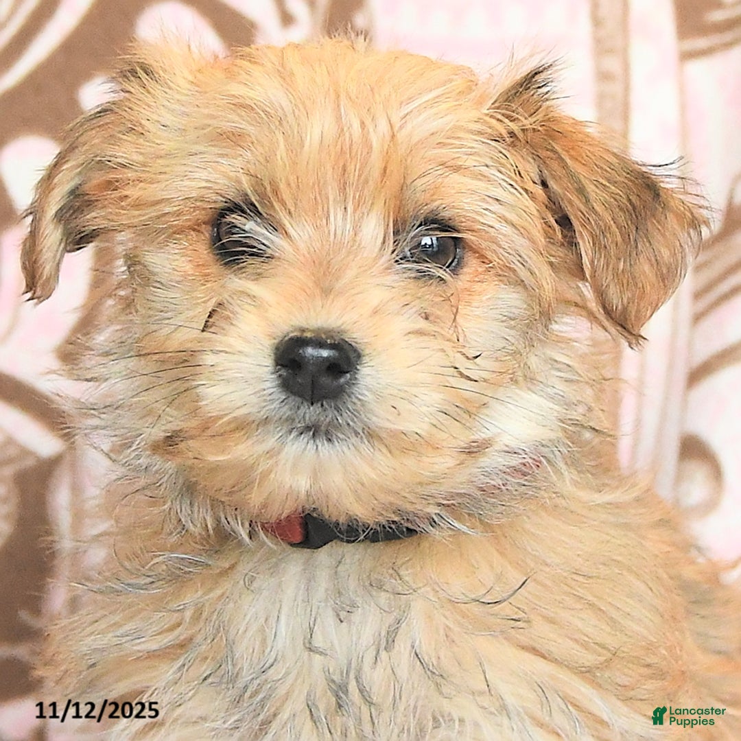 Mixed Breed dogs for sale: Caramel - Ad 5