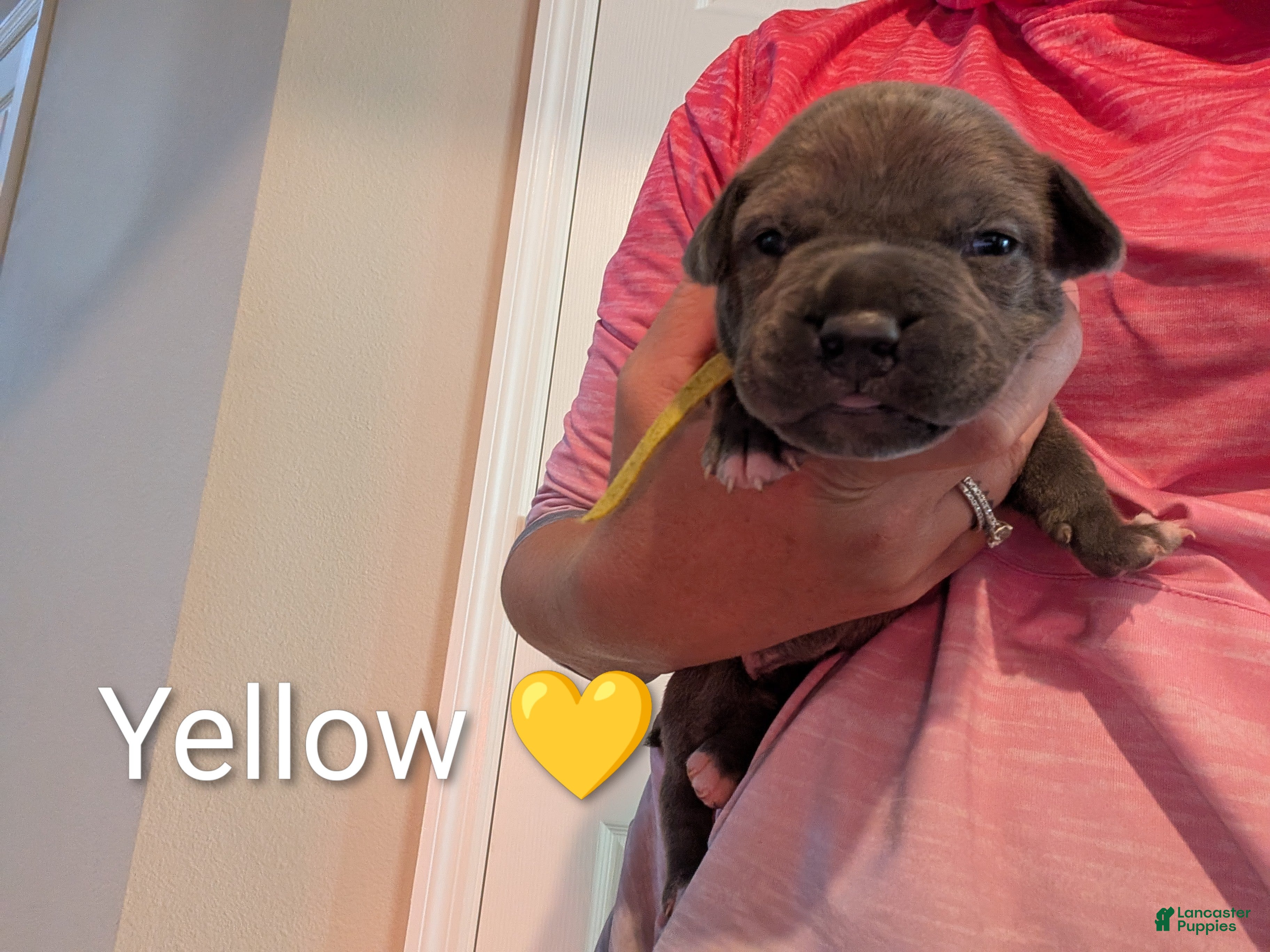 American Bully dogs American Bully 4 - Ad 2