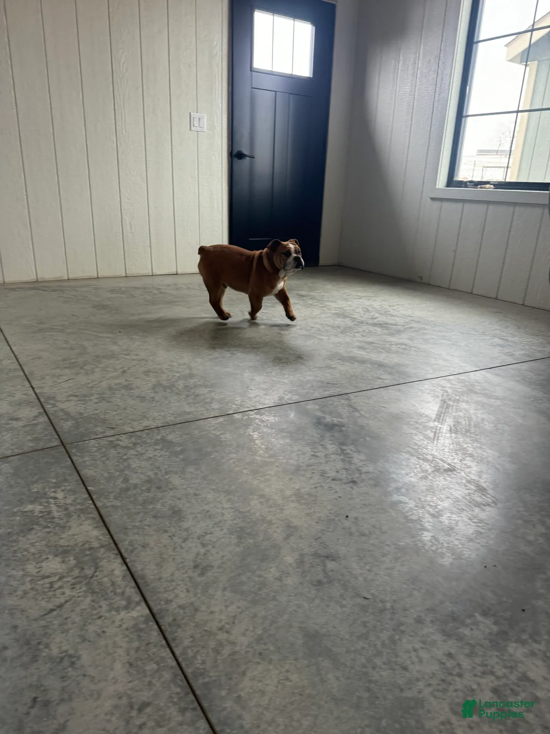 English Bulldog dogs for sale: Zeke  - Ad 8