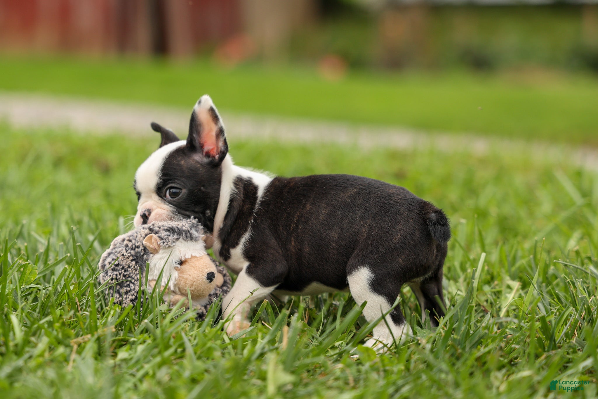 Frenchton dogs BONNIE - Ad 1