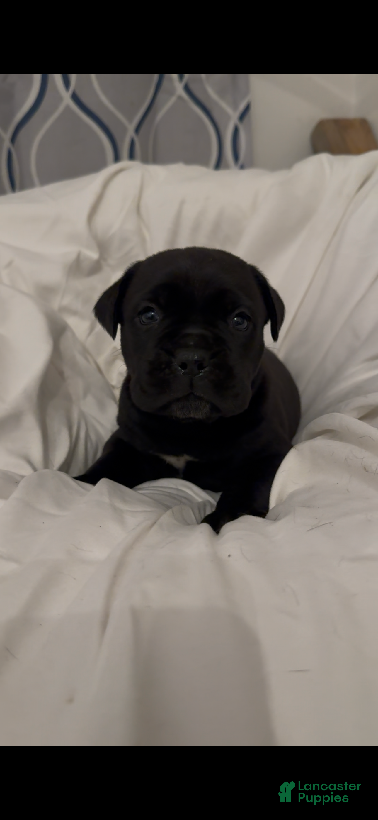 Cane Corso dogs Bella - Ad 2