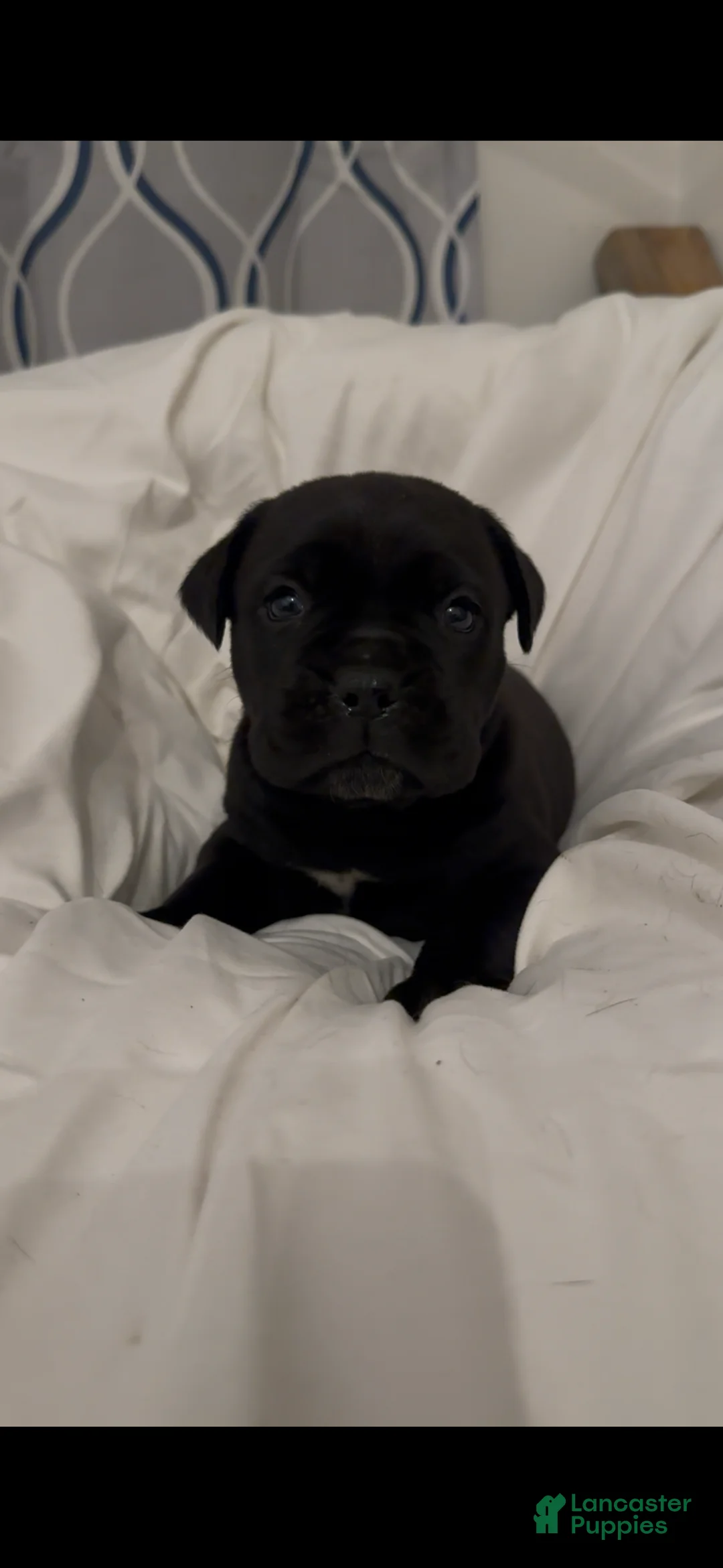 Cane Corso dogs for sale: Bella - Ad 2