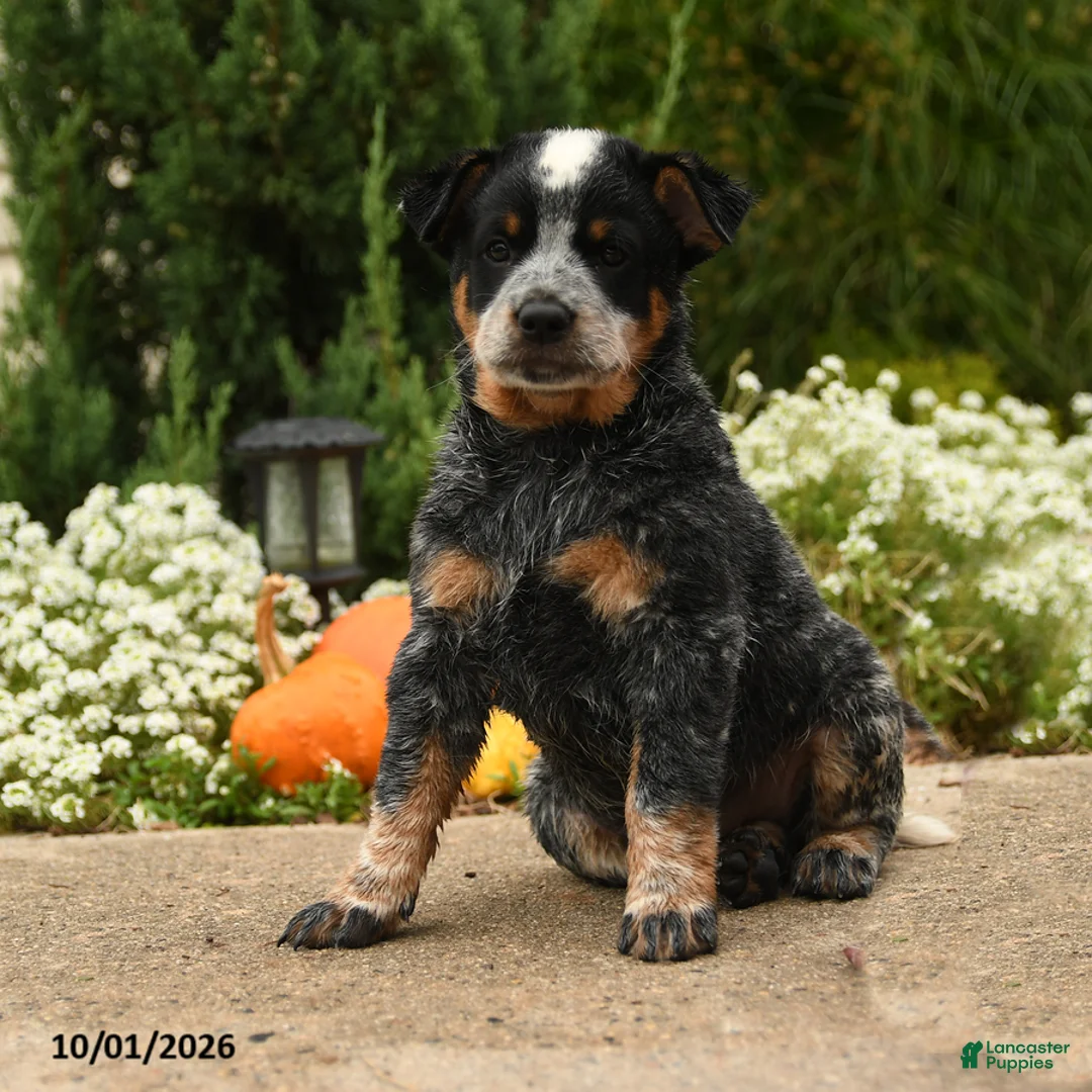 Australian Cattle Dog dogs for sale: Collin - Ad 2