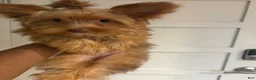 Yorkshire Terrier dogs for sale: Autumn - Ad 7