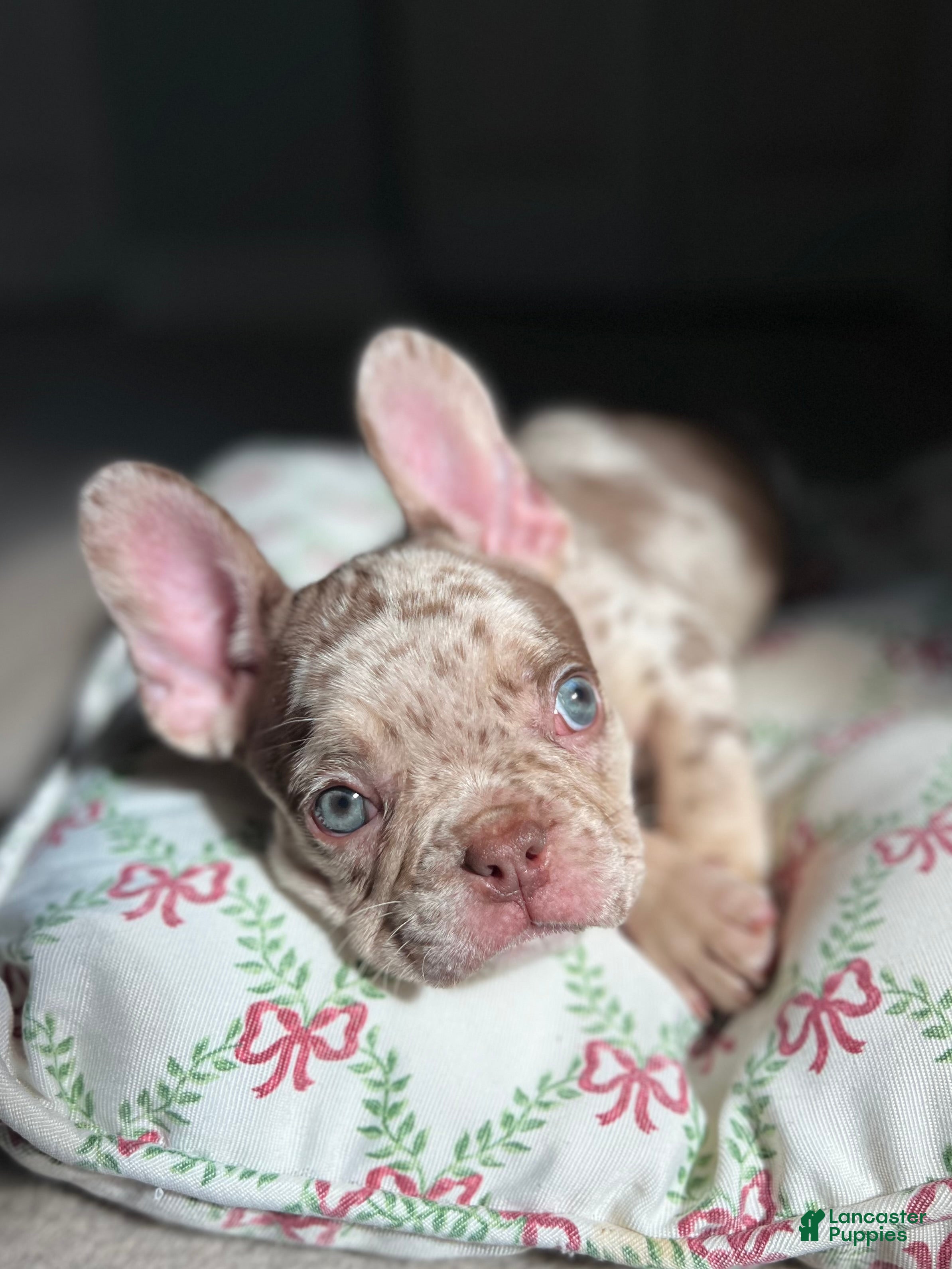 French Bulldog dogs Buddy - Ad 37