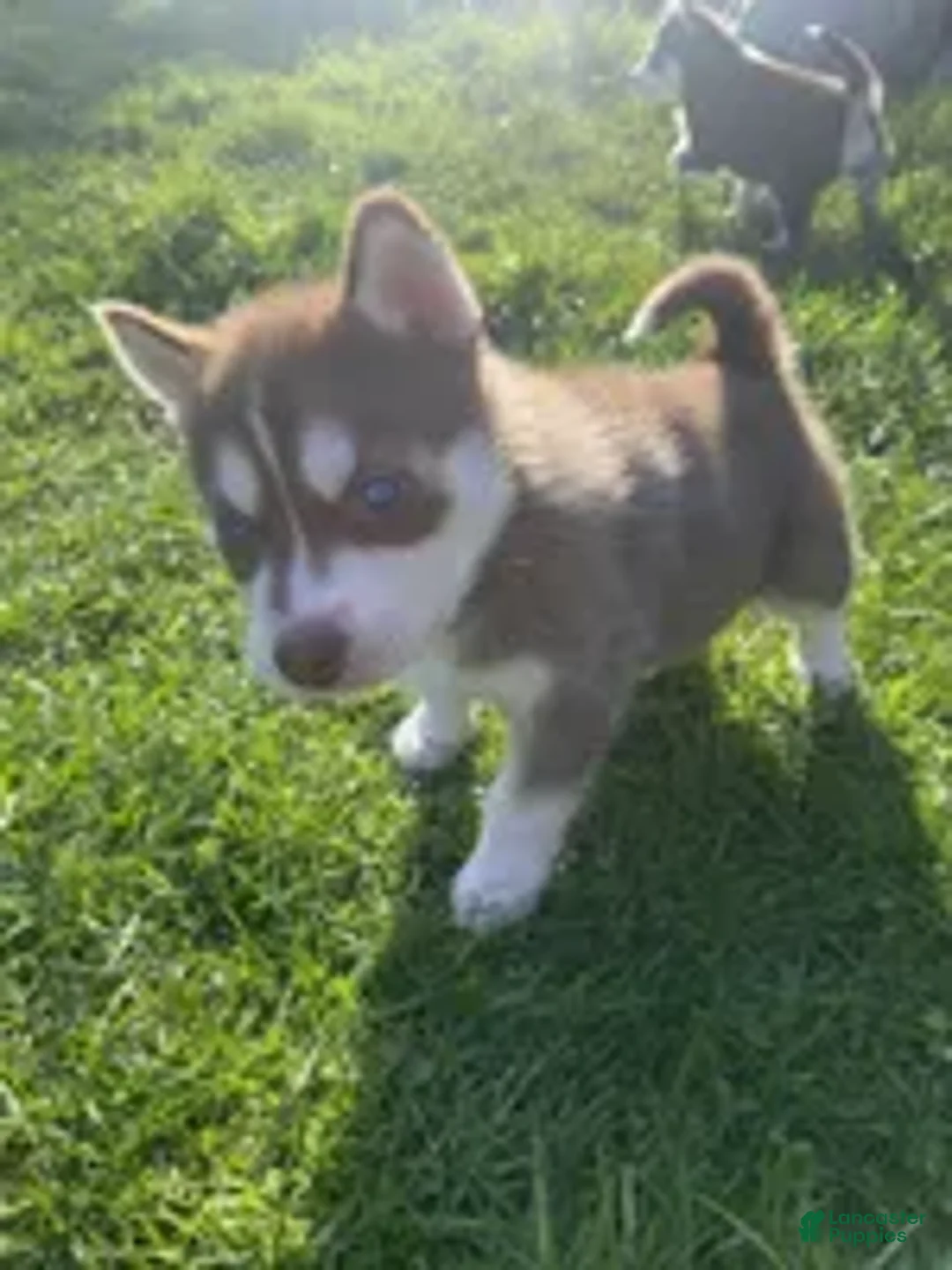 Siberian Husky dogs for sale: Siberian Husky Puppy 2 - Ad 3