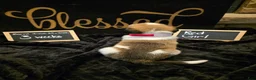 Mixed Breed dogs for sale: Red Girl - Ad 1