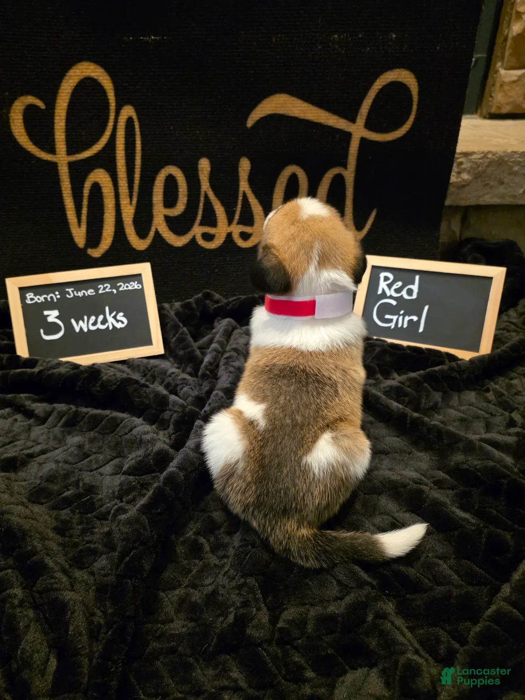 Mixed Breed dogs for sale: Red Girl - Ad 1