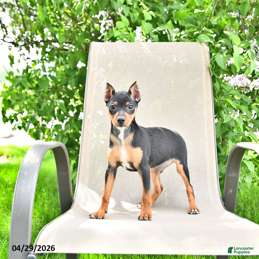 Miniature Pinscher dogs Titan - Ad 2