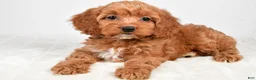 Cockapoo dogs for sale: Cookie - Ad 4