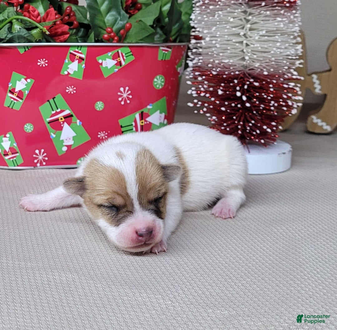 Jack Russell Terrier dogs for sale: Westfork's TANG - Ad 2