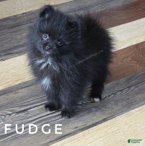 Pomeranian dogs for sale: Fudge - Would be Great ESA Pup! - Ad 1