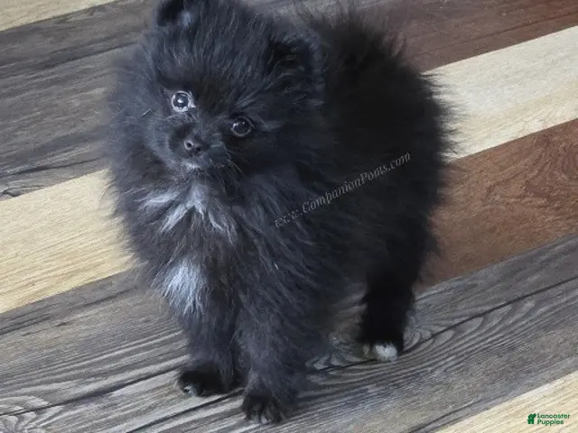 Pomeranian dogs for sale: Fudge - Would be Great ESA Pup! - Ad 1
