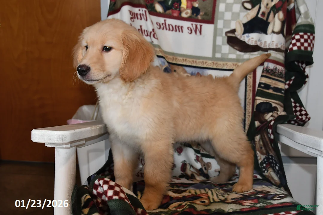 Mixed Breed dogs for sale: Izzy - Ad 5