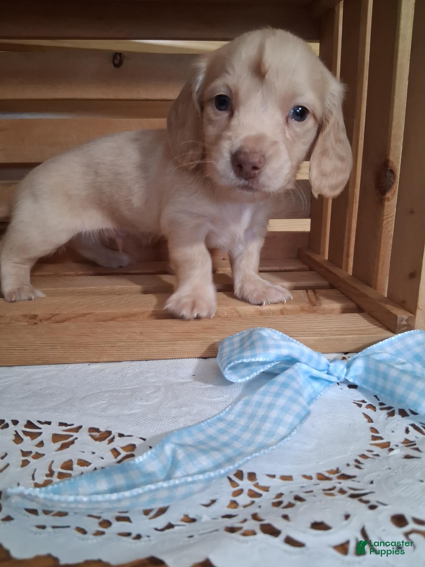 Dachshund dogs Milo - Ad 7