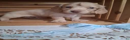 Dachshund dogs for sale: Milo - Ad 1