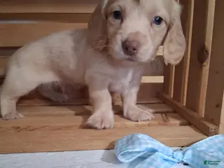 Dachshund dogs Milo - Ad 7