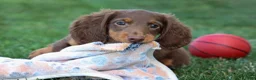 Miniature Dachshund dogs for sale: MARLEY - Ad 8