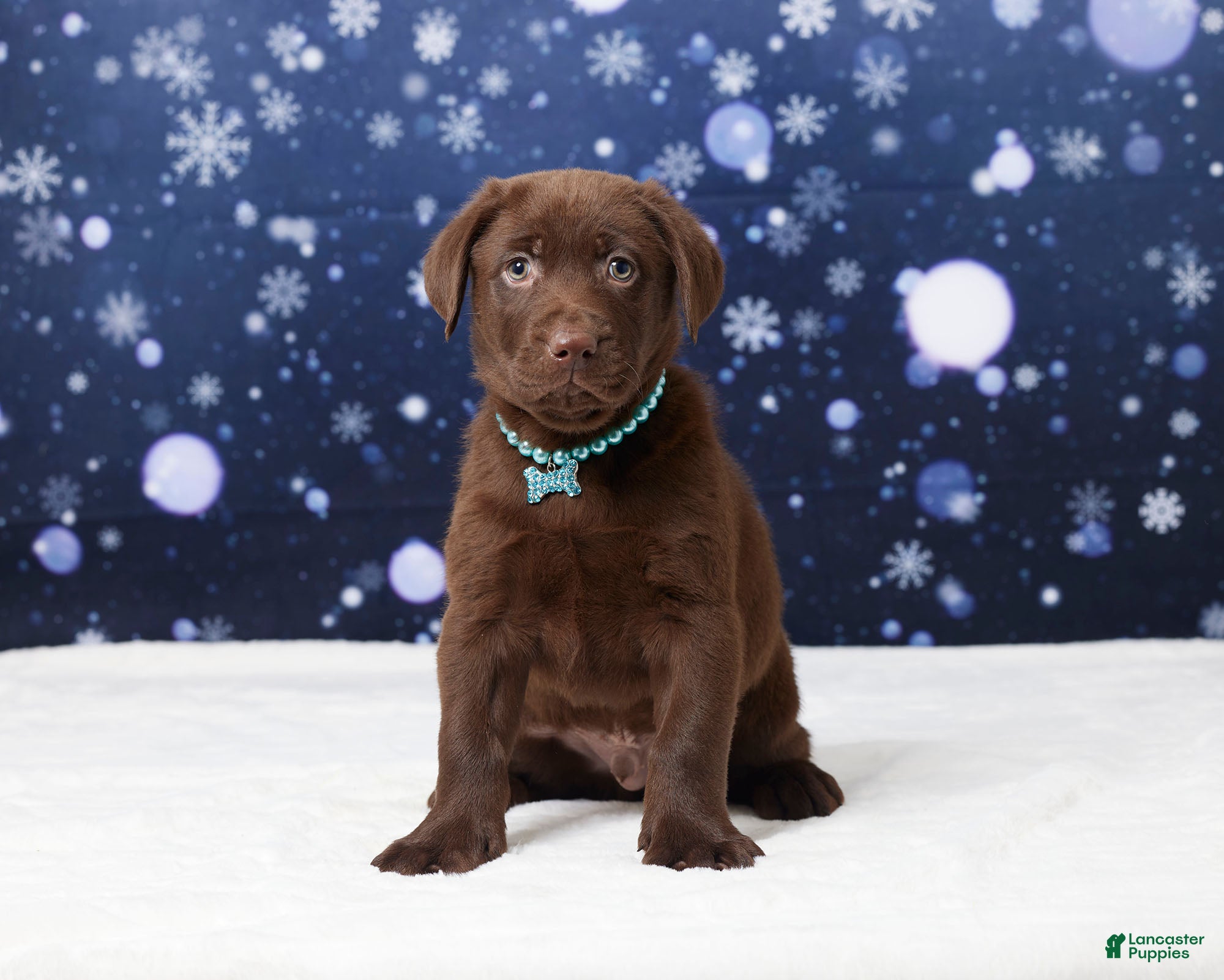 Labrador Retriever dogs Bouncer - Ad 11