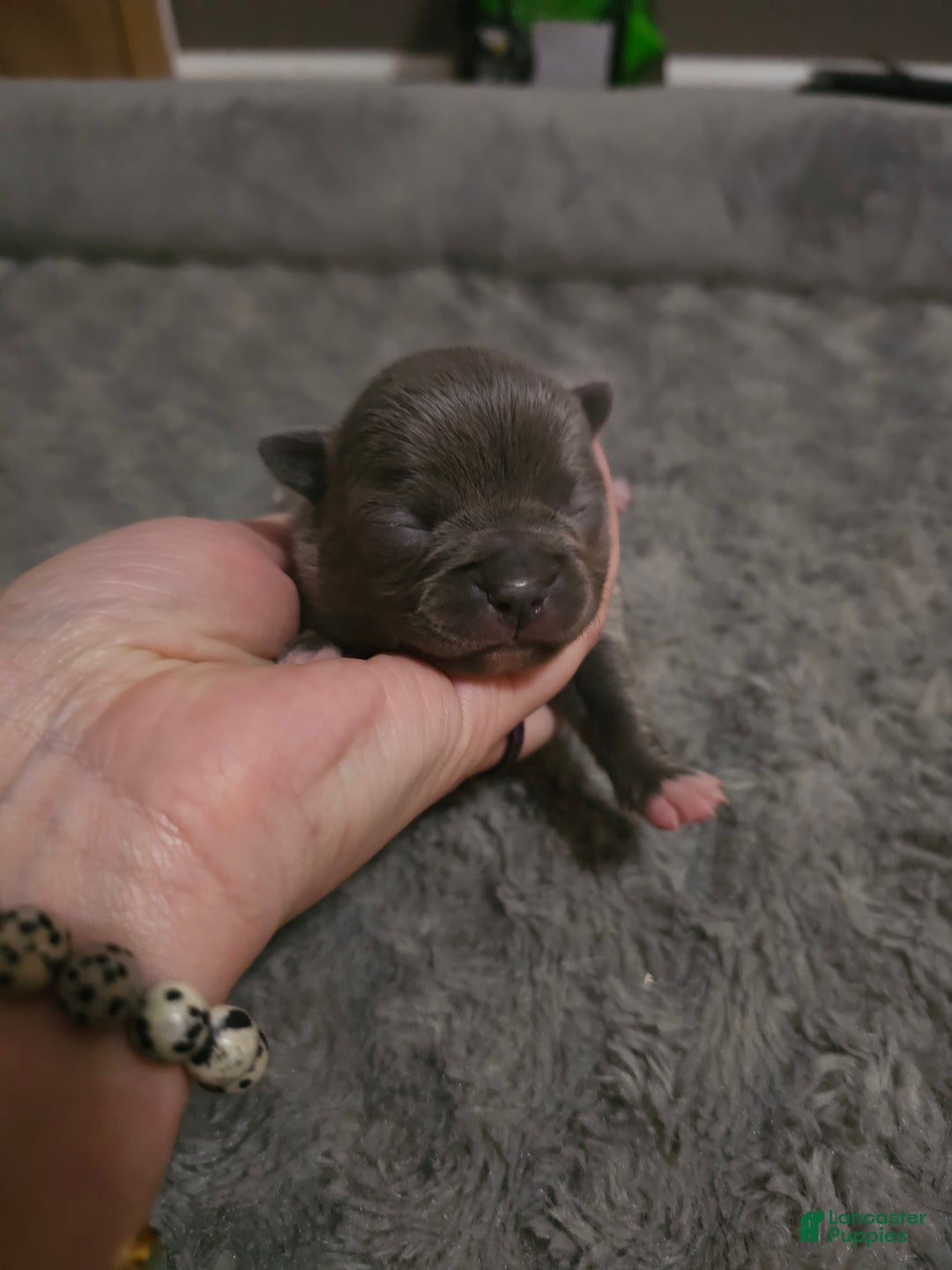 Mixed Breed dogs for sale: Mixed Breed Puppy 4 - Ad 1