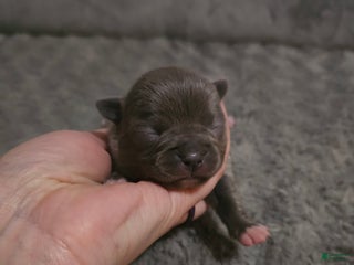 Mixed Breed dogs Mixed Breed Puppy 4 - Ad 6