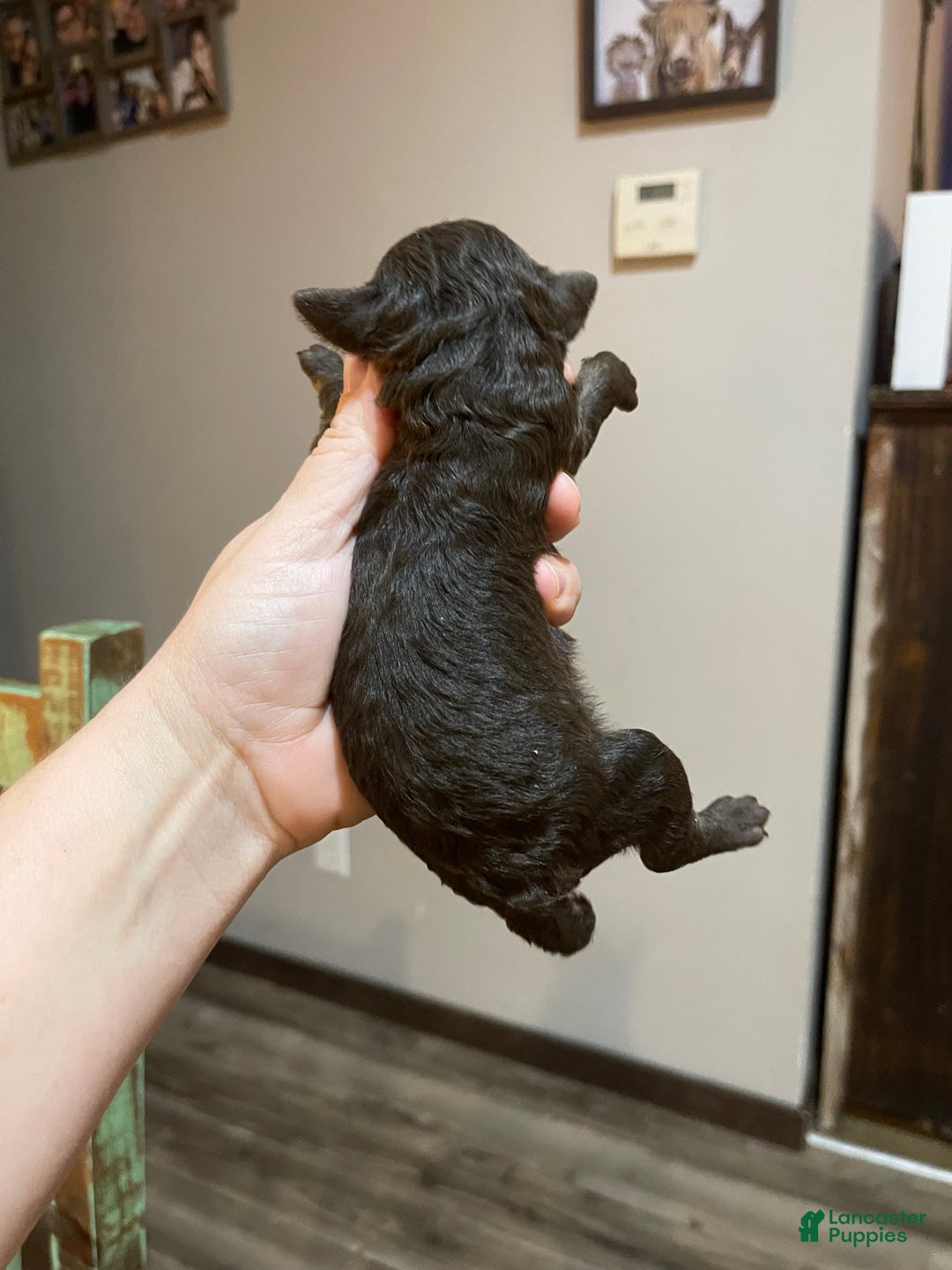 Miniature Poodle dogs for sale: Akc Clear Chocolate Phantom Boy 1 - Ad 5