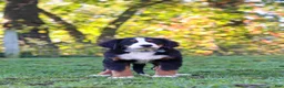 Bernese Mountain Dog dogs for sale: Sammy - Ad 6
