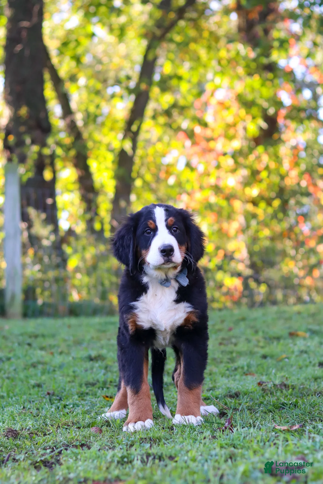 Bernese Mountain Dog dogs for sale: Sammy - Ad 6