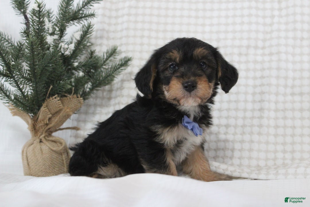 Yorkiepoo dogs for sale: Alexander - Ad 4