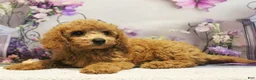 Toy Poodle dogs for sale: Muffin - Ad 2