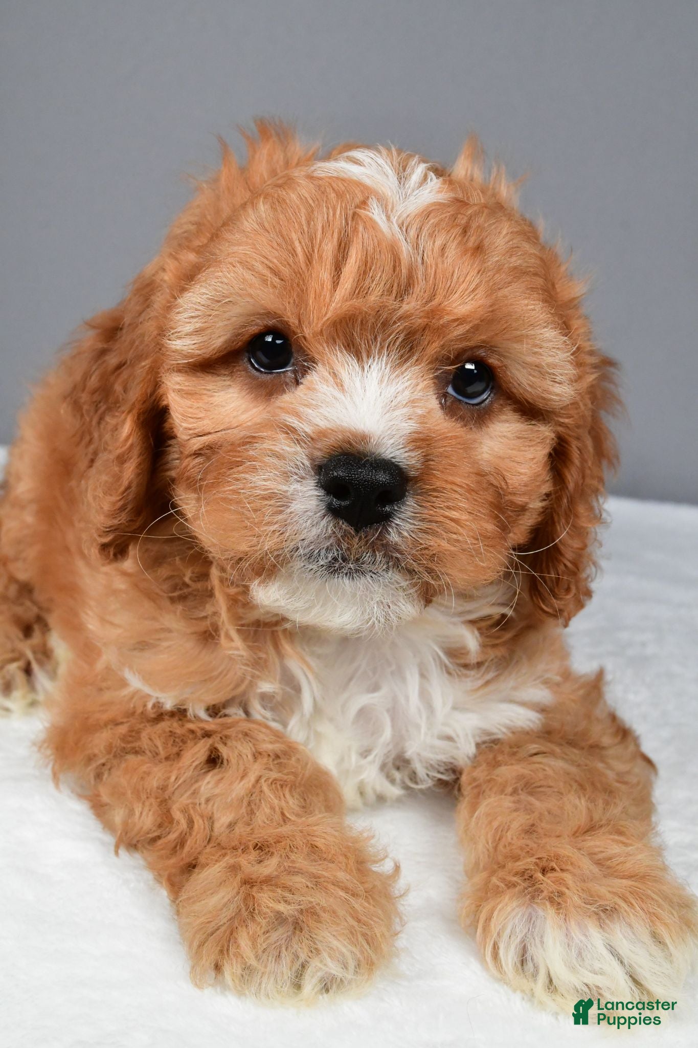 Cavapoo dogs Ethan - Ad 2