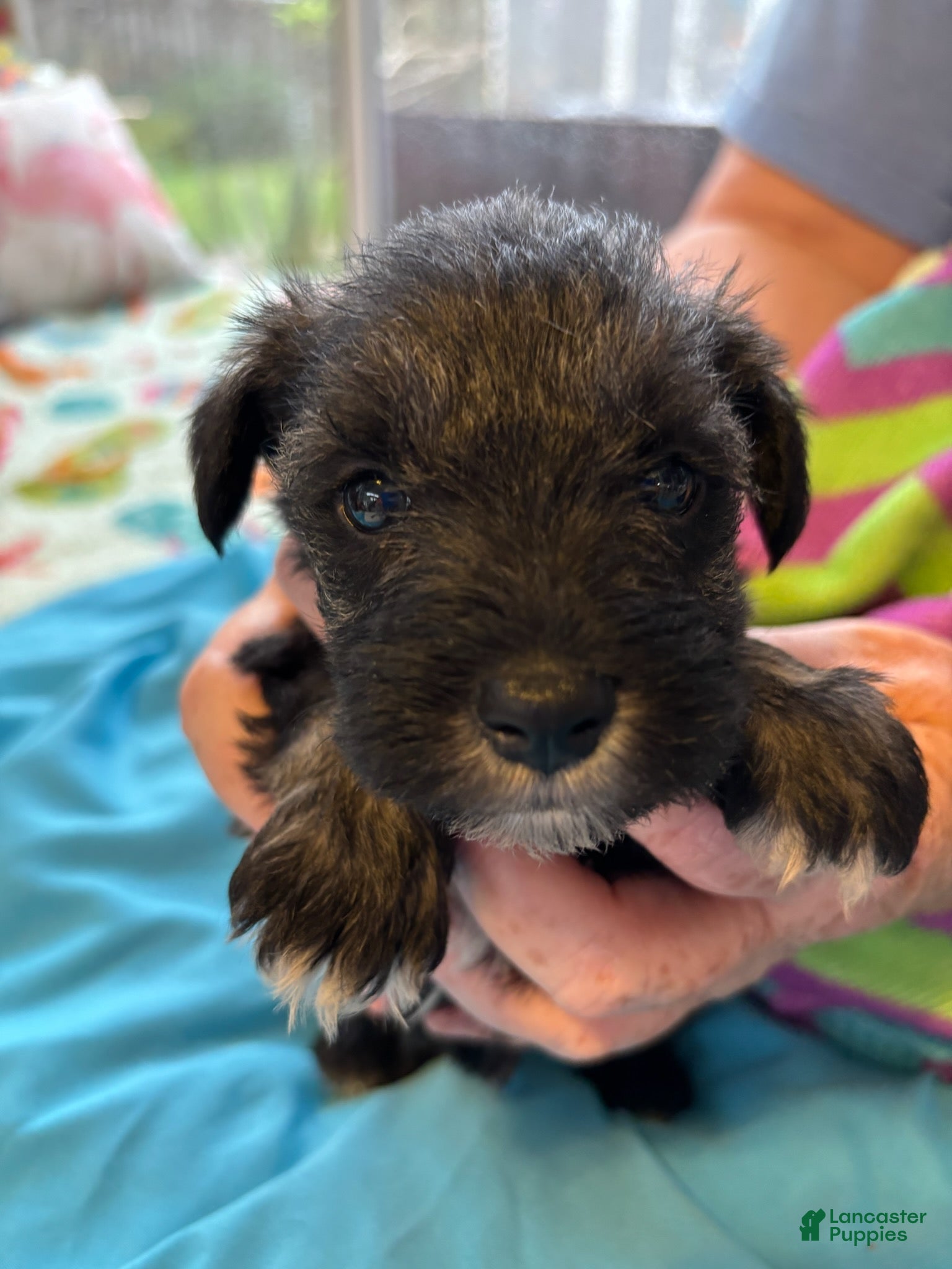 Miniature Schnauzer dogs for sale: Boy 3  - Ad 1