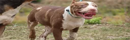 American Bully dogs for sale: Polaris - Ad 7