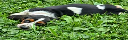 Basset Hound dogs for sale: PRISMARI - Ad 3