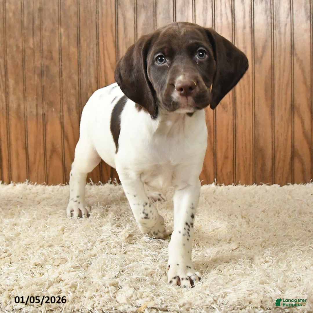 Mixed Breed dogs for sale: Gracie - Ad 2