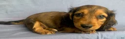 Miniature Dachshund dogs for sale: Charlie - Ad 3