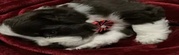 Newfoundland dogs for sale: Sparrow - Ad 1