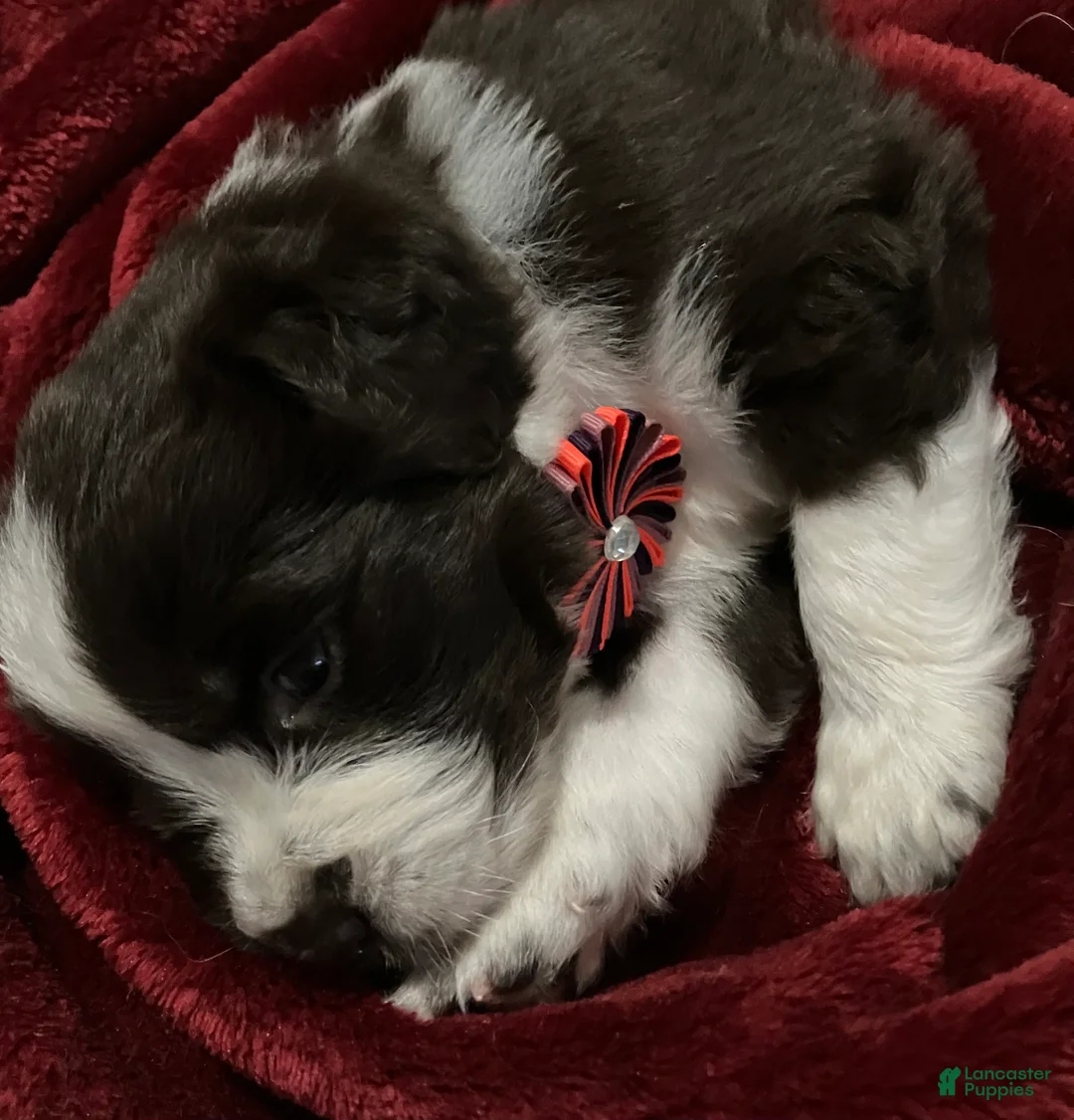 Newfoundland dogs for sale: Sparrow - Ad 1