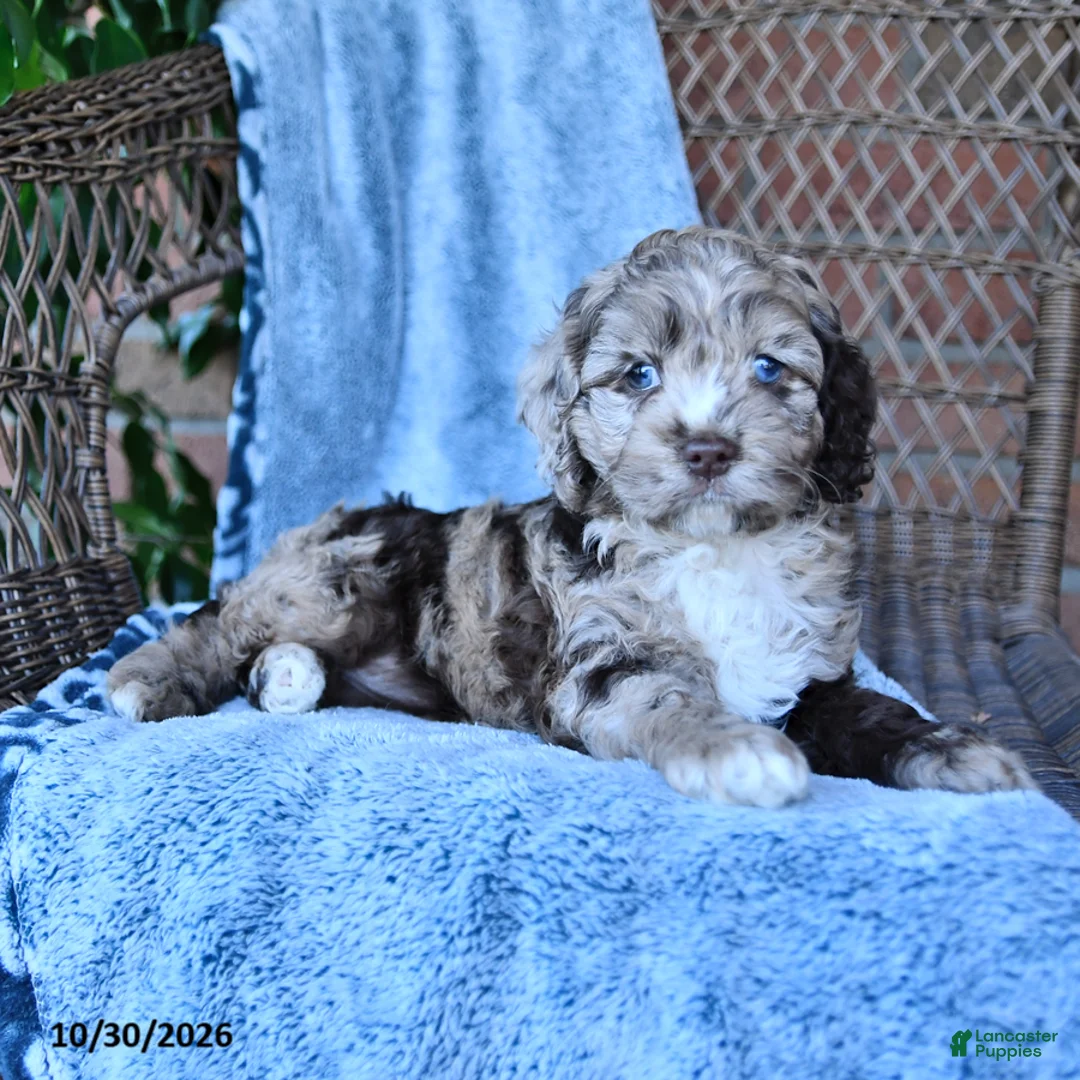 Cockapoo dogs for sale: Sally - Ad 2